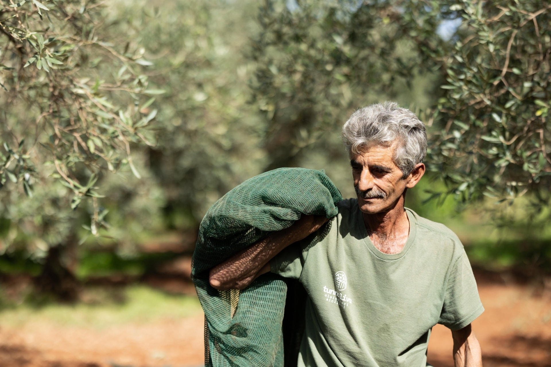 Olive farmer carrying a harvest net through the grove
