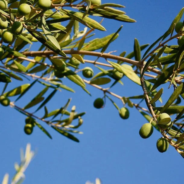 Impressions from the small Italian farms we work with