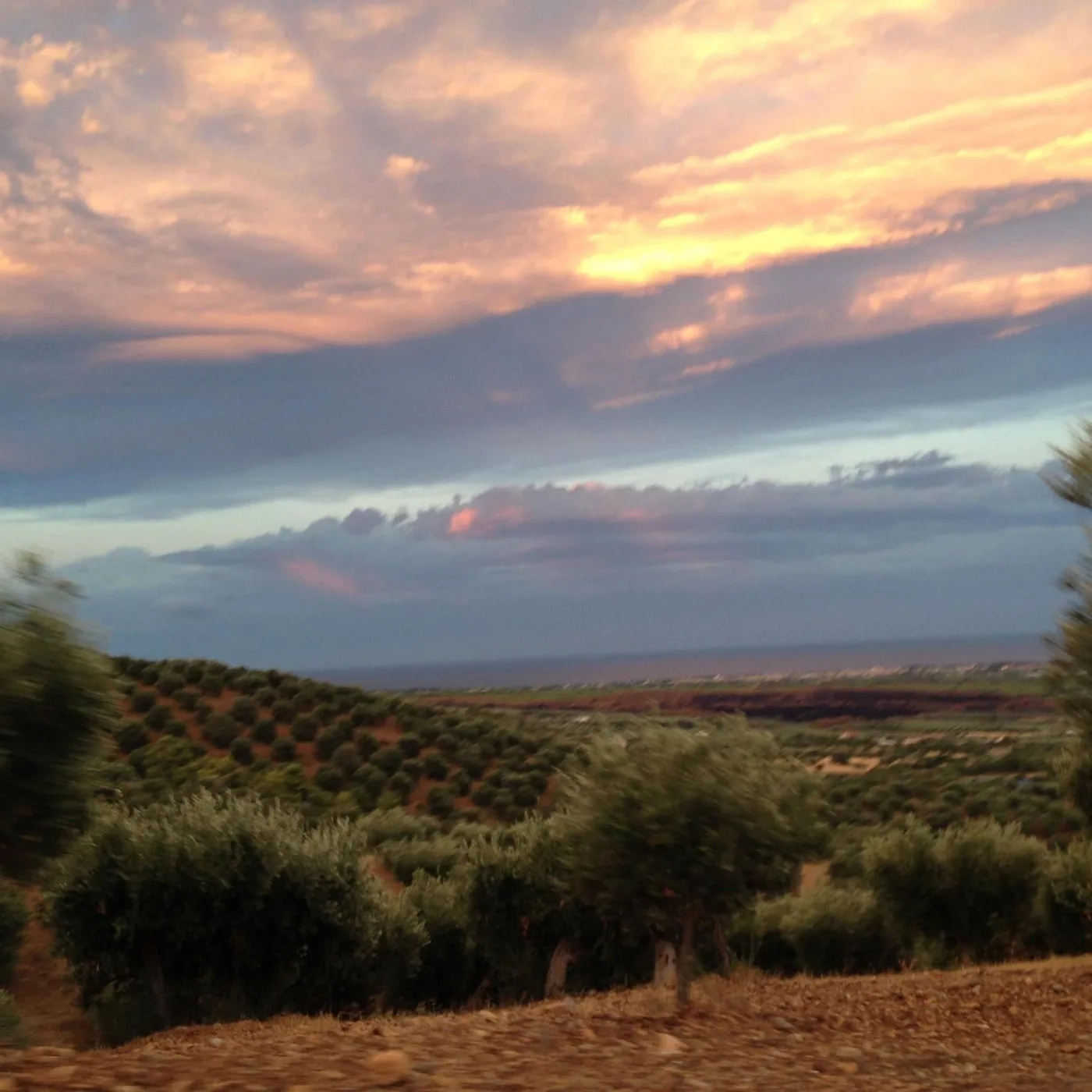 Olive grove in Italy