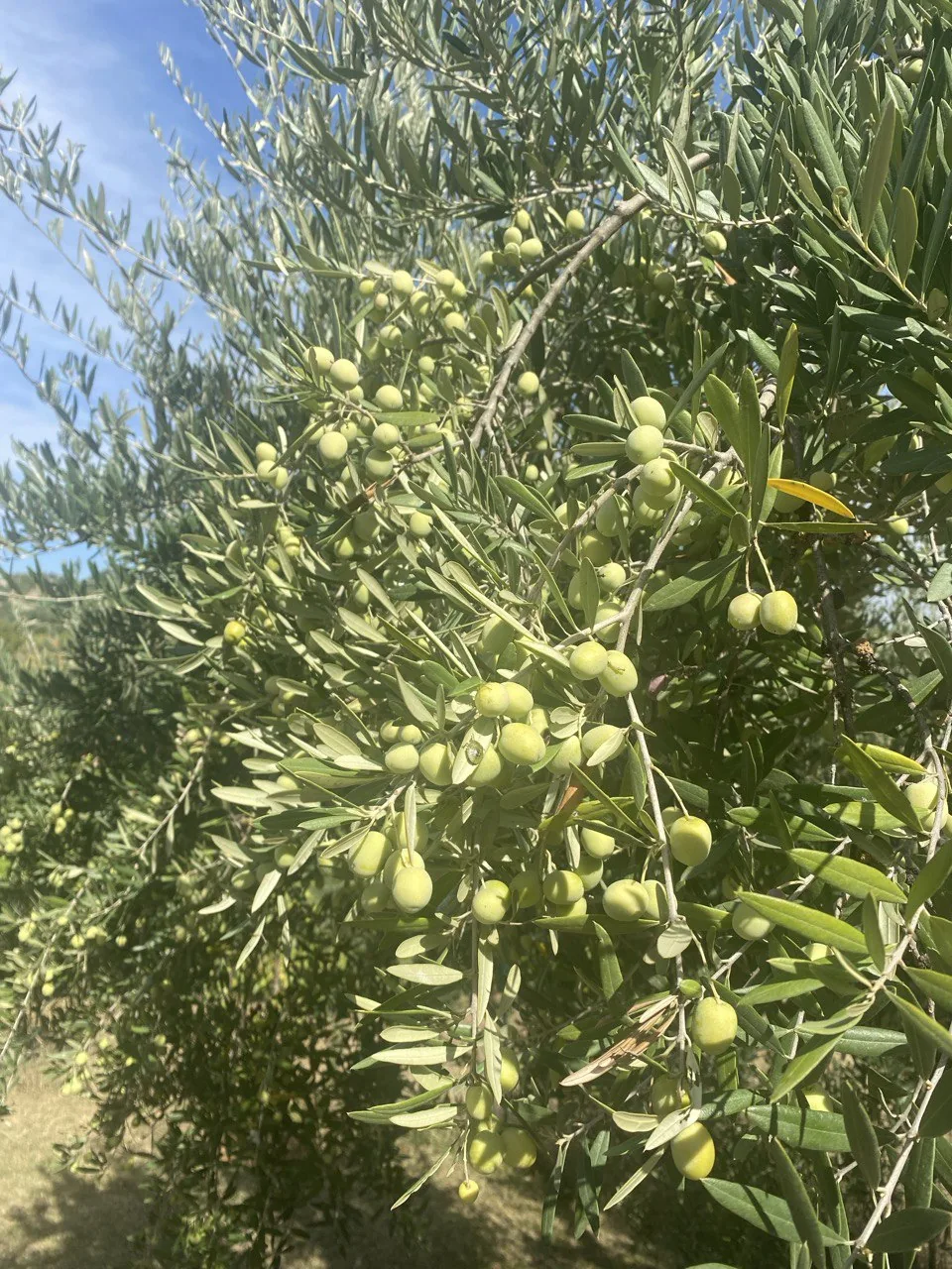 Impressions from the small Italian farms we work with